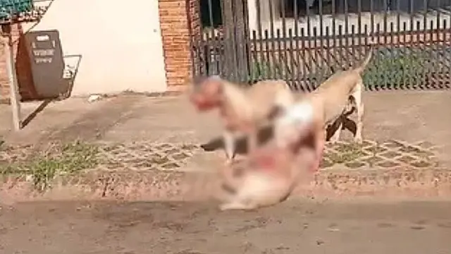 Pitbulls escapam e matam dois cães em Chapadão do Sul