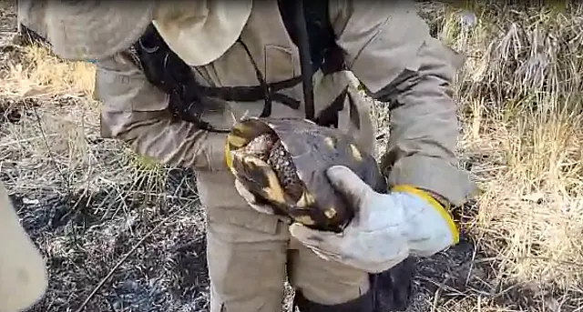 Vídeo: Militares dos bombeiros resgatam Jabuti de queimada na região do Carandazal