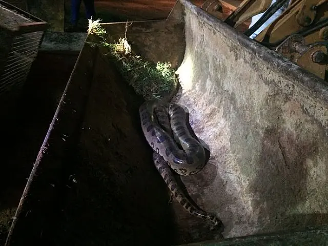 Funcionários encontram sucuri de 5 metros dentro de frigorífico