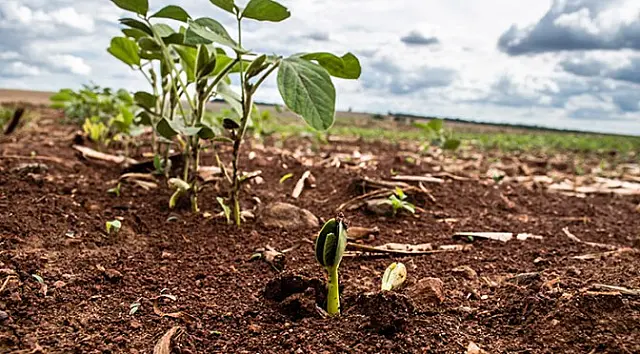 Prazo de cadastro e registro do plantio de soja é prorrogado para 31 de janeiro