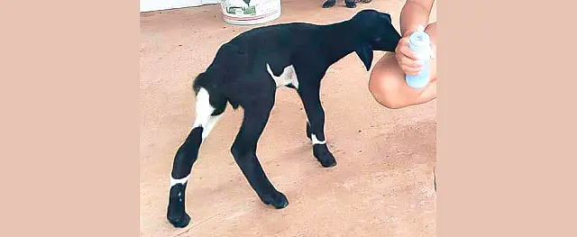 Carneiro Bito segue desaparecido e família faz apelo para encontrar animal