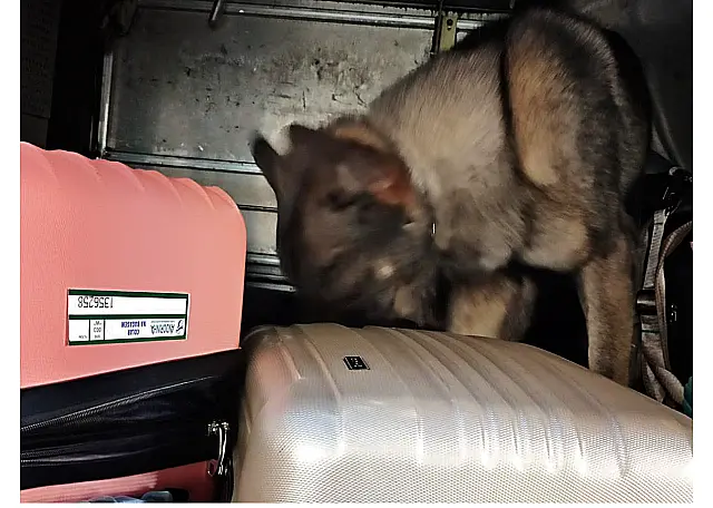 Cão farejador da PMMS encontra cocaína envolta em corpo de mulher