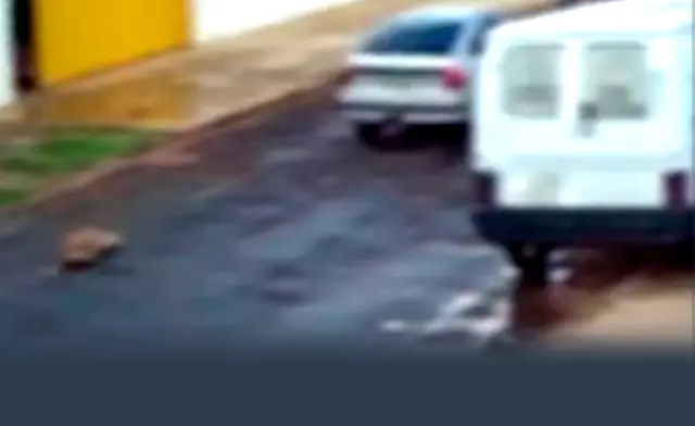 Cachorro é amarrado em para-choque e arrastado em alta velocidade