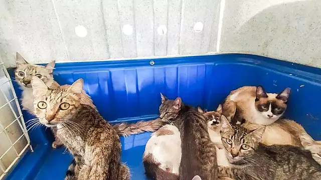 Após abandono de 19 gatos, mulher é proibida de ter outros animais