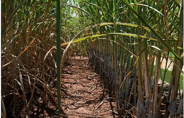 Usinas de cana-de-açúcar produzem 46,3 milhões de toneladas em MS