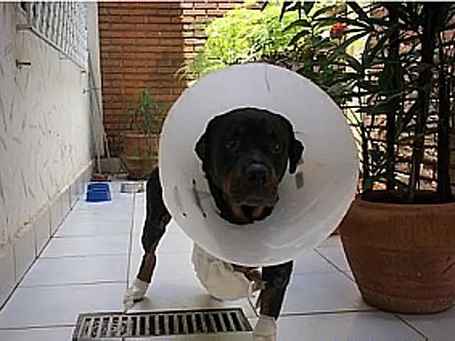 Morre cão que foi arrastado por dono