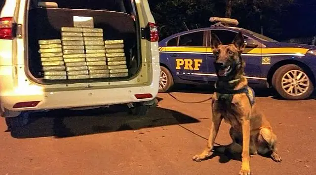 Cães da PRF farejam 46,2 quilos de cocaína com bolivianos na BR-262