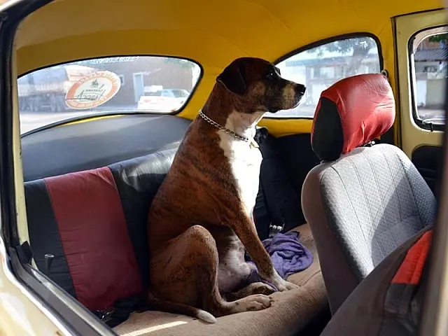 Cão Sansão Maradona não perde um passeio de Fusca pelas ruas de Aquidauana