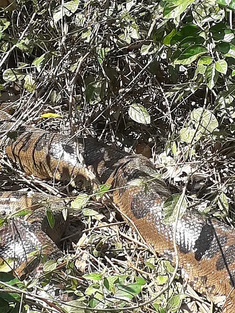 Instrutor de pesca se surpreende com beleza de sucuri tomando banho de sol