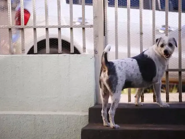 Sheik, cachorrinho da cantora Delinha, passa primeira noite sem a Dama do Rasqueado