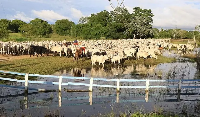 Pesquisadores de MS desenvolvem primeira vacina contra carrapato bovino