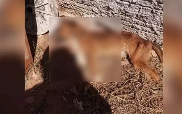 Vizinhos denunciam, mas cachorro morre vítima de maus-tratos