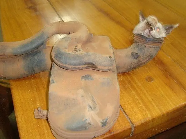 Gato entala em motor de carro e é resgatado