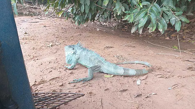 Moradora se assusta com iguana presa em sua residência