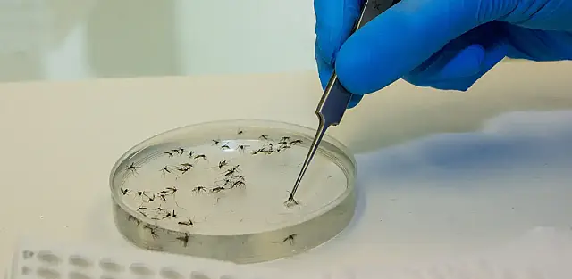 Saúde alerta para disseminação da febre Oropouche no país