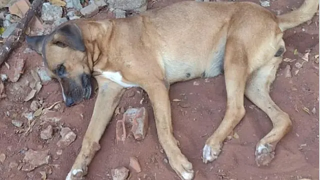 Cachorra morre e dona denuncia envenenamento no bairro Santa Terezinha