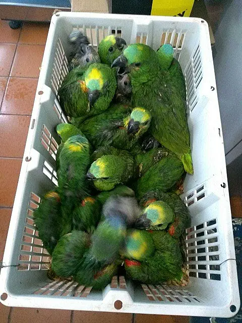 PMA autua em R$ 24 mil casal de traficantes com 24 filhotes de papagaios