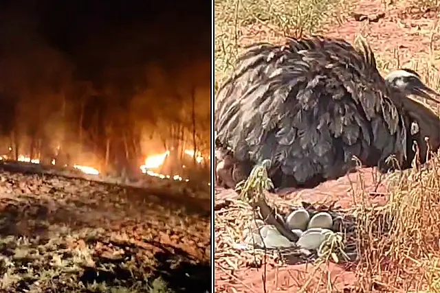 Bombeiro de Anastácio ajuda salvar ninho de Ema do fogo; assista