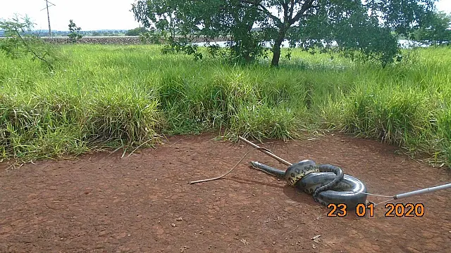 Funcionários de usina encontram sucuri de 7 metros na sala de máquinas