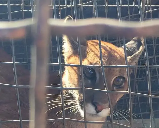 Acuada por cães, onça-parda debilitada é resgata em fazenda de Mato Grosso do Sul