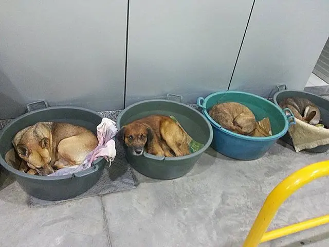 No frio, casal acolhe e cuida de cães em posto de combustíveis no RS