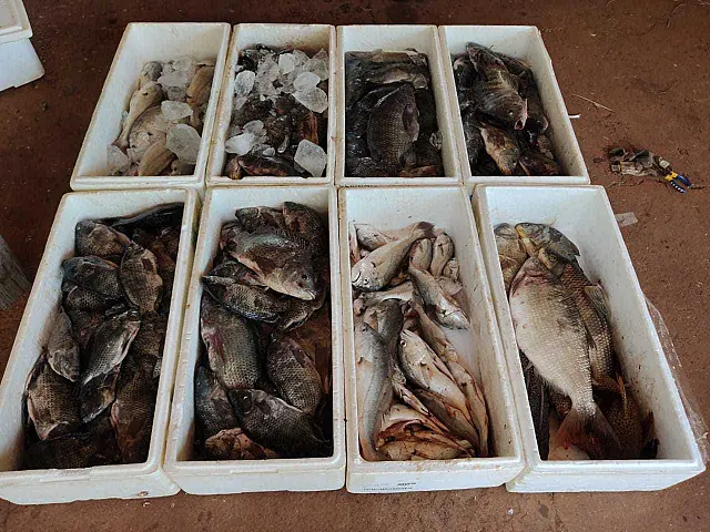 PMA prende e autua em R$ 15,7 mil três paranaenses por pesca irregular