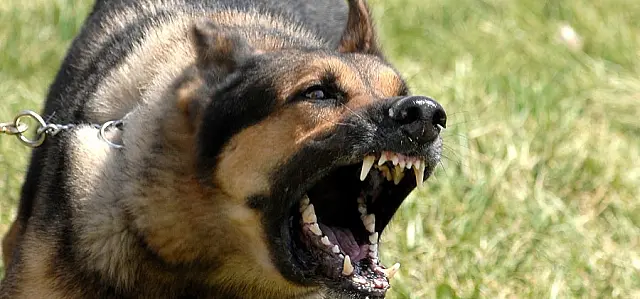 Mulher denuncia vizinha após ataque de cão em Aquidauana