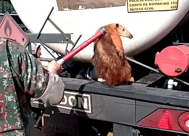 Tamanduá-mirim é capturado entre chassi e carreta tanque de transporte de combustível