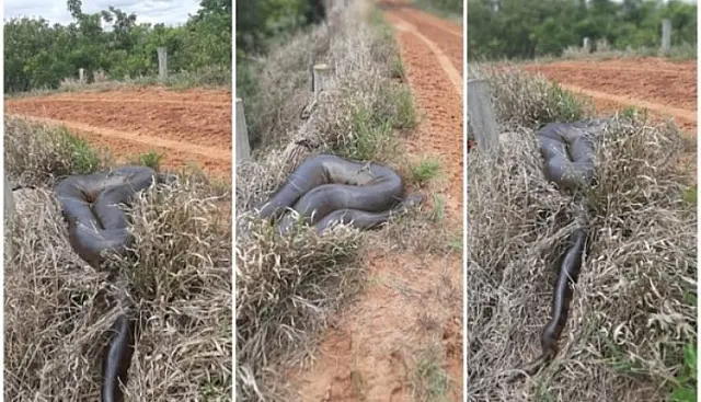 Motorista flagra sucuri de 8 metros em estrada de fazenda em MS