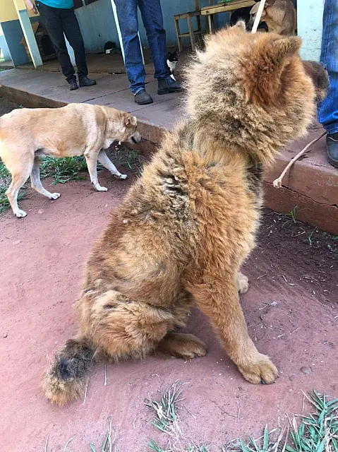 Mulher é autuada pela PMA por maus-tratos de animais em Nova Andradina