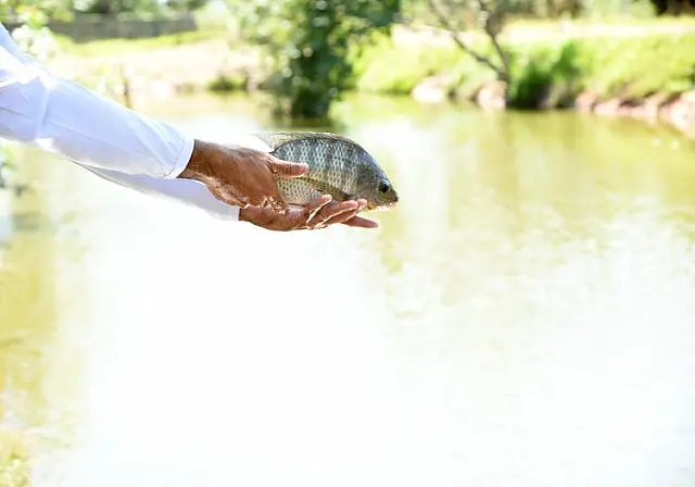 Mato Grosso do Sul: exportações de peixes crescem 37,72% em 2019
