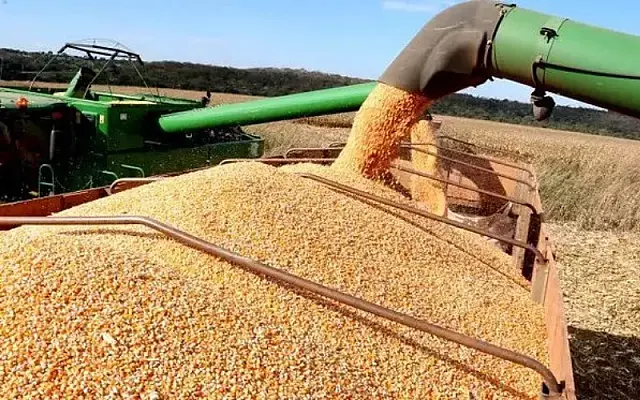 Mesmo com queda, MS se mantém como 5º maior produtor do Brasil