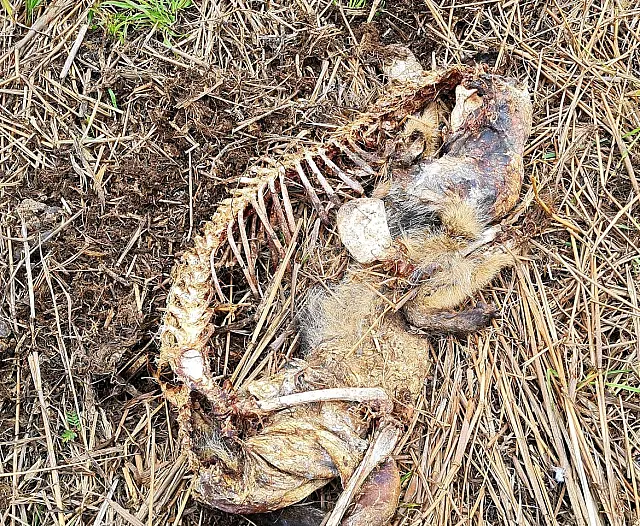 PF investiga causa da morte de animais silvestres em Corumbá
