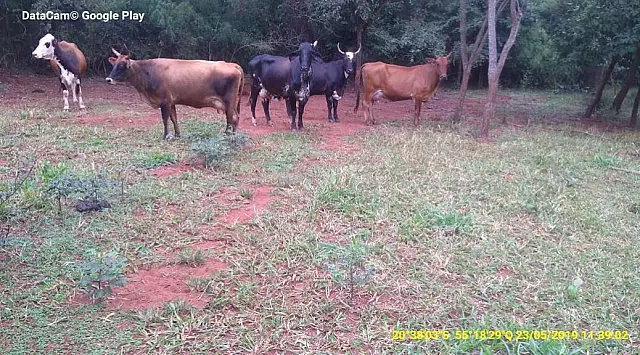 Assentado leva multa de R$ 10 mil por criar gado em área protegida de reserva legal
