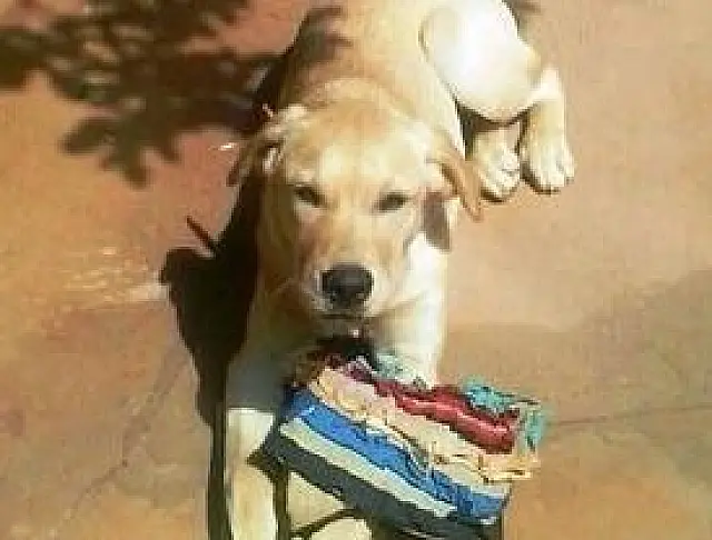 Nos ajude a encontrar a Mell