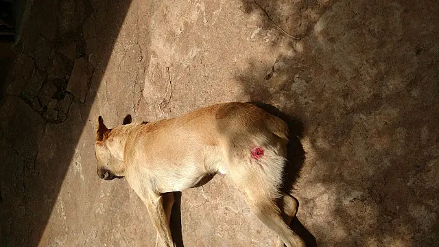 Assentado mata cachorro a tiros porque animal atacava seus patos e galinhas