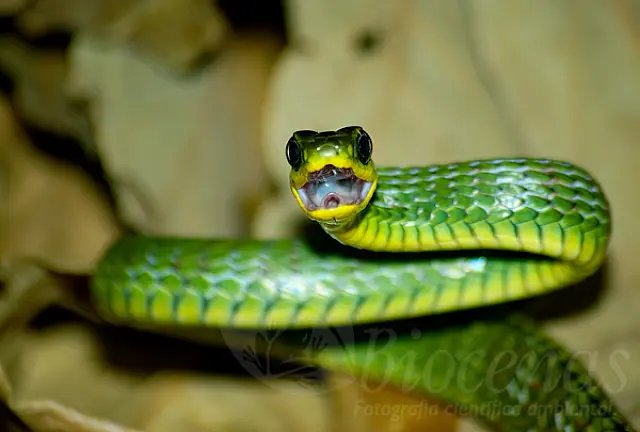 Cobras invadem casas em condomínio e causam pânico