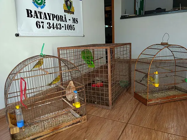 Homem é multado em R$ 2,5 mil por manter cativeiro de canários e papagaios