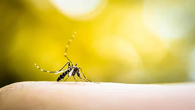 Apesar de índices acumulados até agora, casos de dengue estão em queda no MS