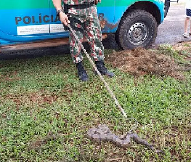 Polícia captura jiboia com 1,3m em terreno de sindicato na Capital