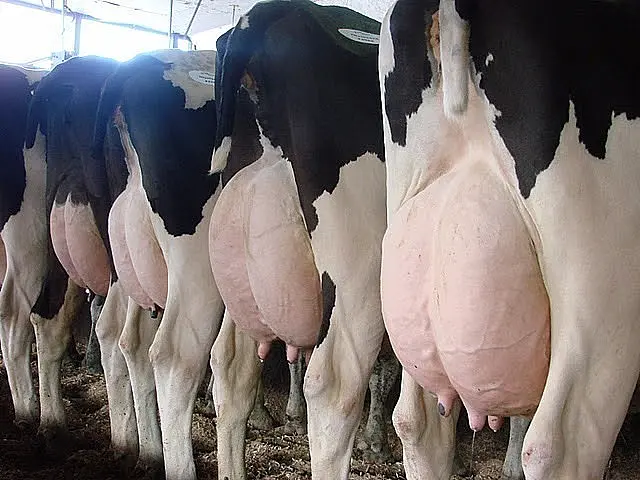 Vaca leiteira que atendida pelo nome de ‘Pipoca’ é furtada em chácara na Vila Paraíso