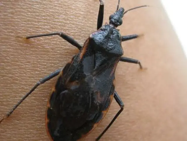 Barbeiros com parasita da doença de Chagas são identificados em Anastácio