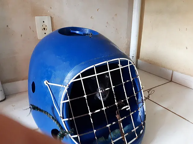Homem é multado em 2 mil reais por maus-tratos a quatro cachorros