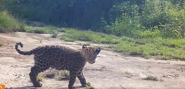 Fofura no Pantanal: Videomonitoramento na Serra do Amolar flagra onça e filhote