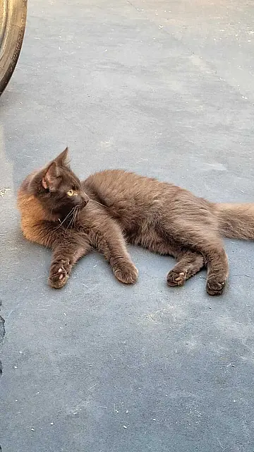 Família oferece recompensa por gato desaparecido em Aquidauana