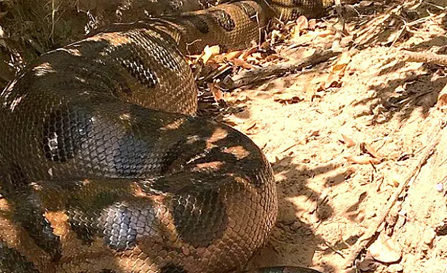Grupo de amigos se depara com sucuri de 7 metros próxima ao Rio Aquidauana