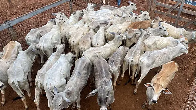 Confira lotes do leilão de corte em Jardim