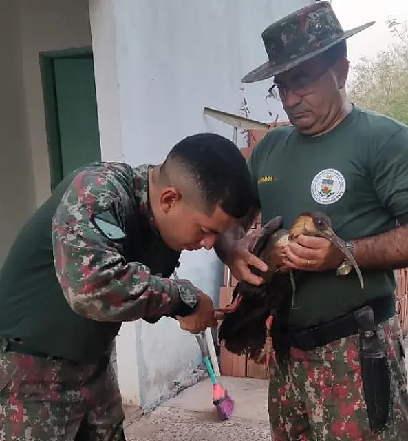 PMA resgata curicaca que ficou presa em linha de anzol