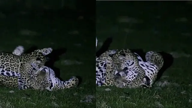 Fofura: Monitoramento flagra onça troca carinho com filhote no Pantanal de Miranda