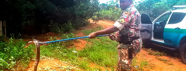 Polícia ambiental captura oitava cobra em residência de Coxim